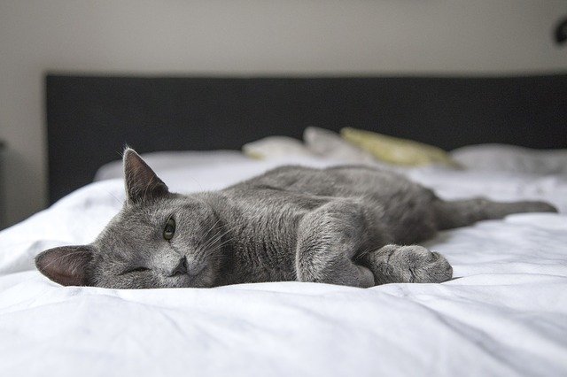 Want Your Cat To Live  A Long Life? Try These Cat Care Ideas