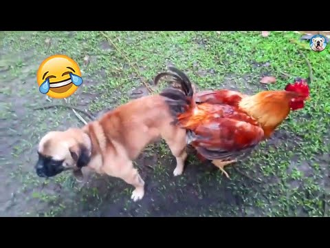 The Funniest Dogs Videos Ever! – Try not to Laugh Challenge!