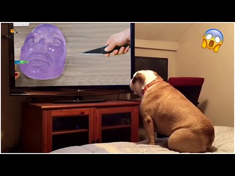 AWW SO FUNNY😂😂 Super Dogs And Cats Reaction Videos (Honest Audio) #80