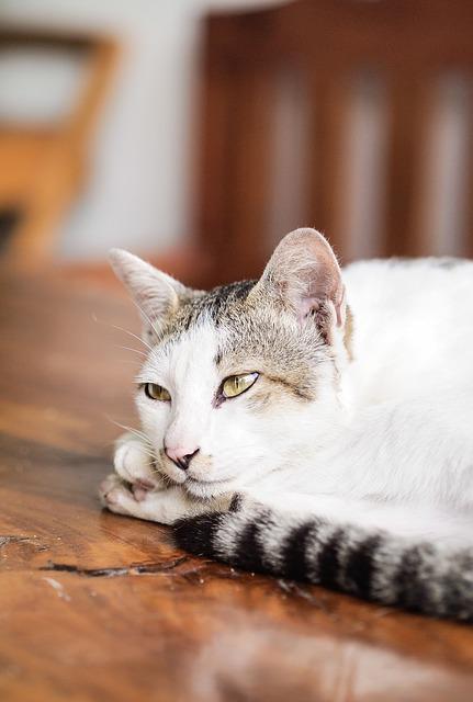 Be A Proud Cat Owner! Check Out These Cat Care Tips Today!