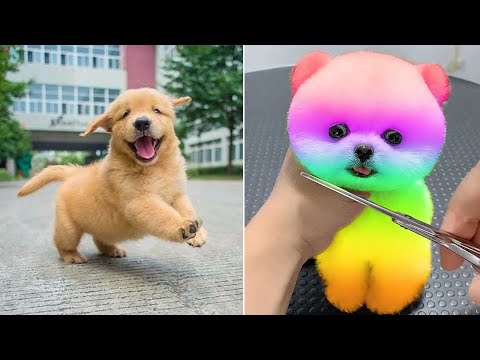 Baby Dogs 🔴 Cute and Funny Dog Videos Compilation #20 | 30 Minutes of Funny Puppy Videos 2022