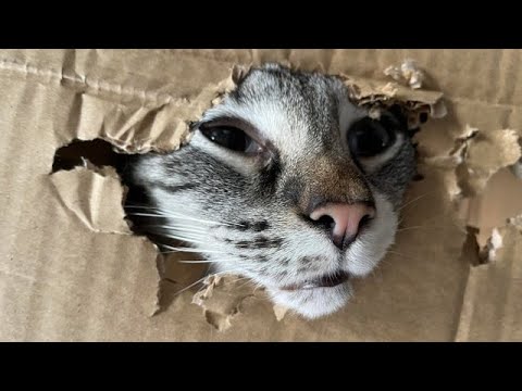 Funny animals – Funny cats / dogs – Funny animal videos / Best videos of May 2022