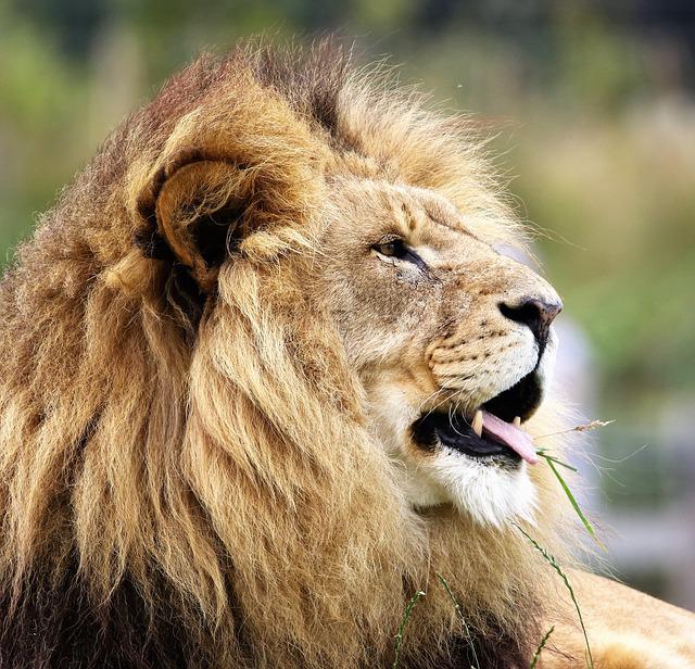 Have Cats? Don’t Miss Out On This Article!