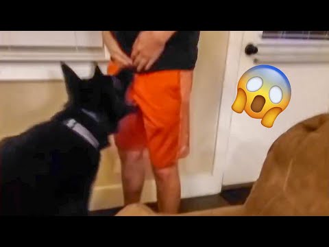 SO FUNNY 😂😂 TRY NOT TO LAUGH FUNNY DOG FAILS VIDEOS 2022 #3 – Daily Dose of Laughter!