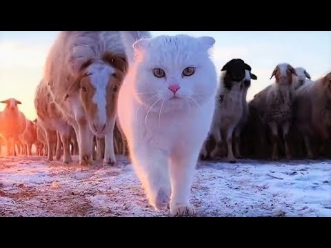 Funny animals – Funny cats / dogs – Funny animal videos 196