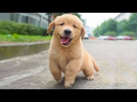 Funniest & Cutest Golden Retriever Puppies – 30 Minutes of Funny Puppy Videos 2022 #7