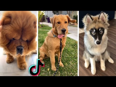 Compilation of Funny DOG Videos!