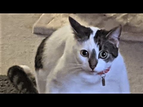 Funny animals – Funny cats / dogs – Funny animal videos 197