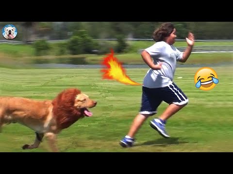 You Will Laugh Till You Cry Watching These Funny Dog Videos |Pets Town