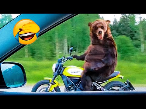 Best Funny Animal Videos Of The 2022 🤣 – Funny Farm And Wild Animals Videos 🐴🐻