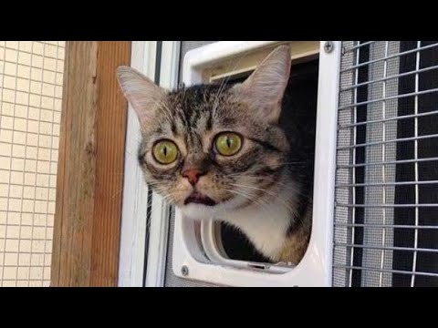 Funny animals – Funny cats / dogs – Funny animal videos 193