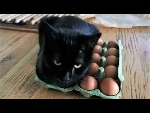 Funny animals – Funny cats / dogs – Funny animal videos 195