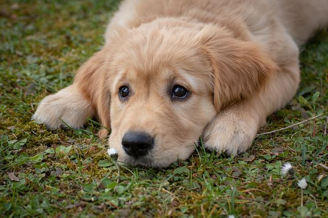 Important Puppy Training Tips To Live By