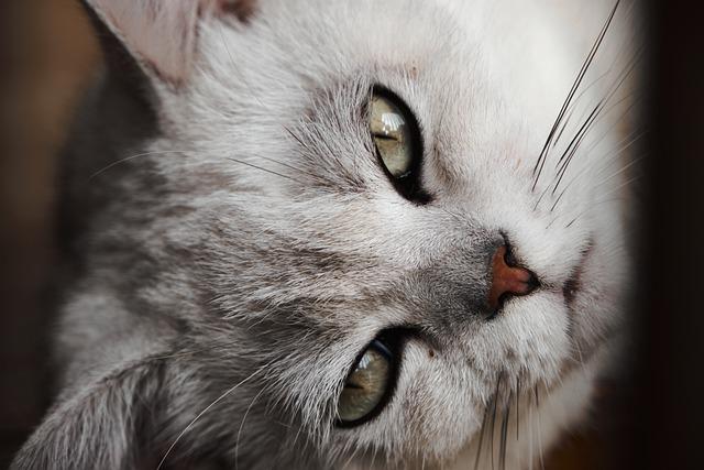Keep Your Kitty Happy With These Tips.