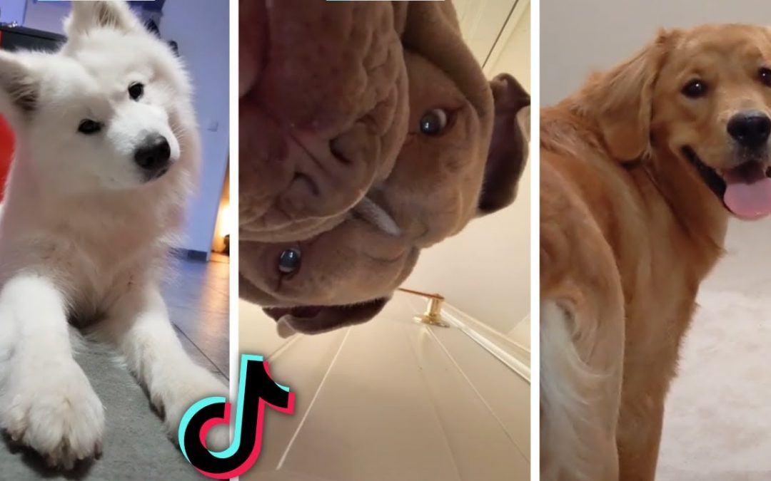 Dogs being goofy or simply adorable ~ Compilation of funny dog videos!