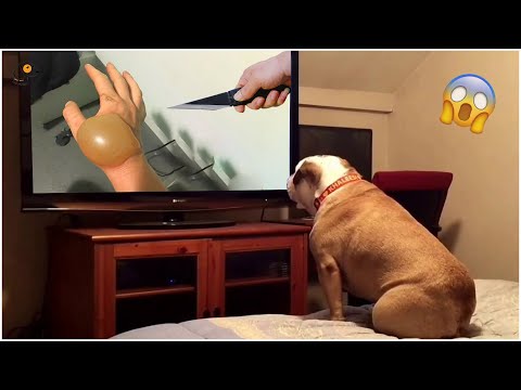 AWW SO FUNNY😂😂 Super Dogs And Cats Reaction Videos (Honest Audio) #58