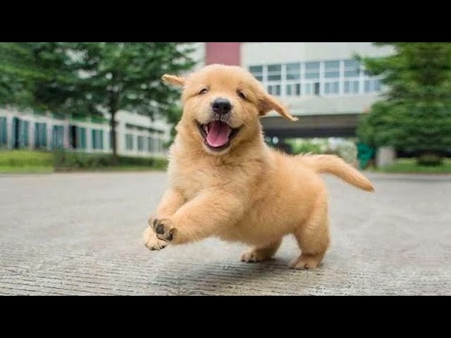 Funniest & Cutest Golden Retriever Puppies – 30 Minutes of Funny Puppy Videos 2022 #5