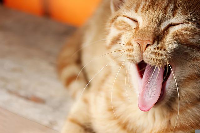 Take Proper Care Of Your Cat With These Tips.