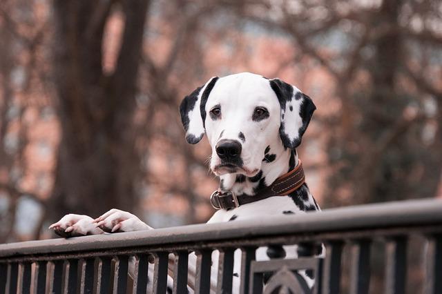 Training Your Dog Helps Him Enjoy Life More