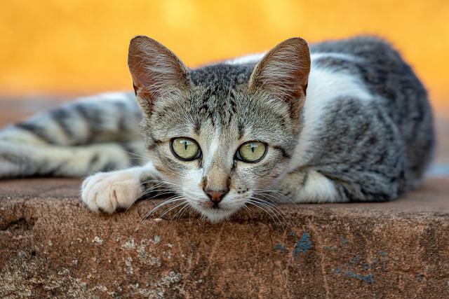 Want To Be A Better Cat Owner? Use These Tips!