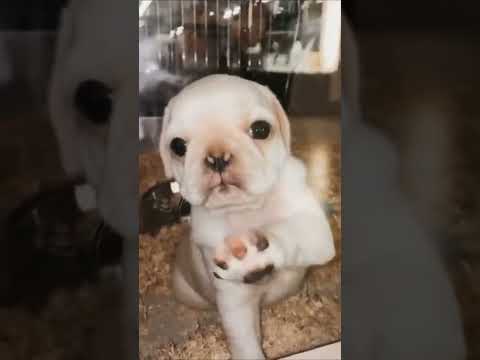 Cute Funny Dogs Videos 🐶😊