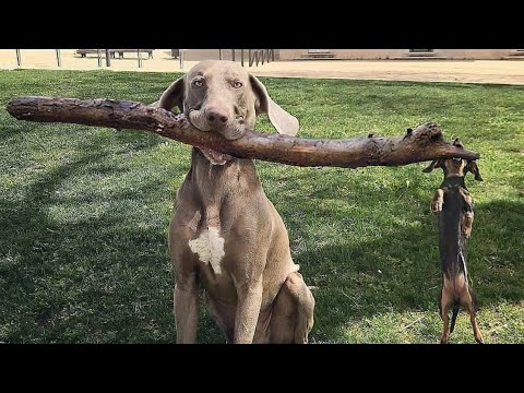 🐶 BEST OF 🐶 Funny  Dogs videos 2021- Compilation  #6 | Mr.PAW