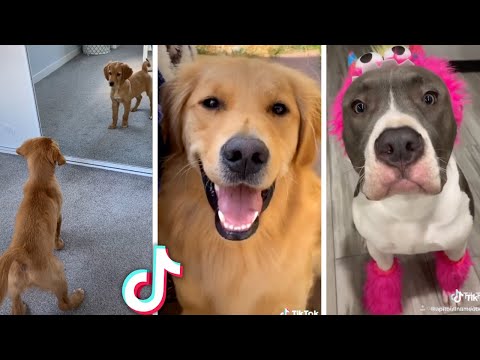 Ultimate Funniest Dogs and Cutest Puppies Compilation 🥰🐶