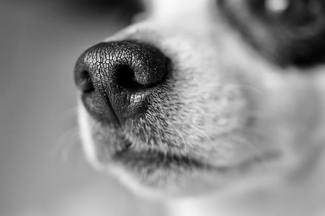 Canine Training Tips And Techniques For Easier Training