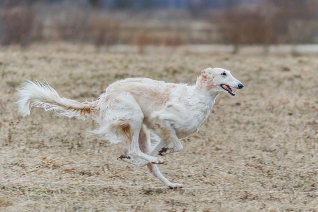 Consistent Methods Get Consistent Results In Puppy Training