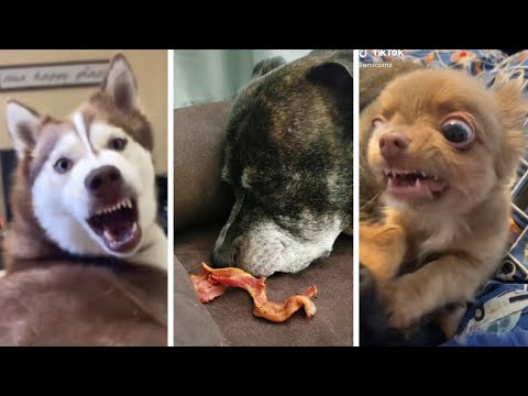 Compilation of Funny Dogs & Cute Puppies!