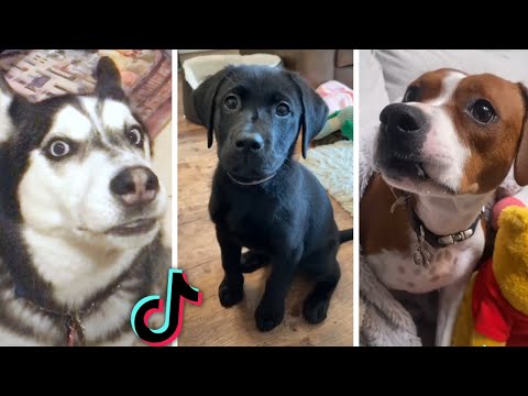 Compilation of Funny DOG Videos! 🤣 Most Viral DOGS on the internet! 🐕