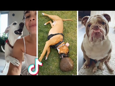 Dogs being goofy or simply adorable ~ Compilation of funny dog videos!