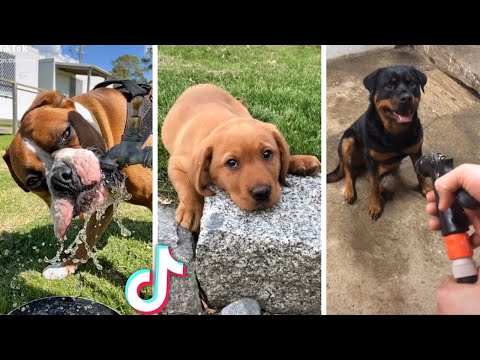 Compilation of Cute DOG Videos! 🤣 Most Viral DOGS on the internet! 🐕