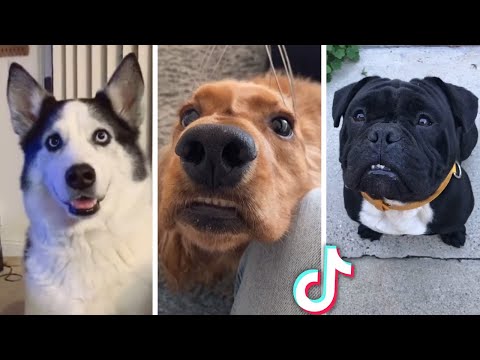 Compilation of Funny DOG Videos!