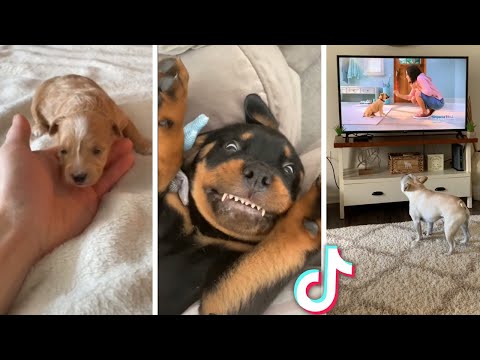 Best Funny DOG Videos Compilation!