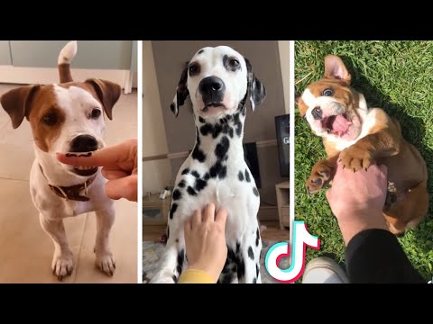 Try Not to Laugh! 😂 Funny DOGS Compilation! 😂