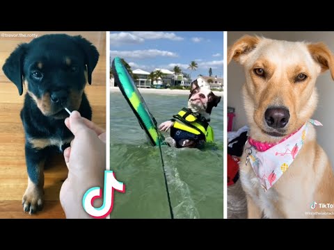 Best Compilation of Funny DOG Videos!