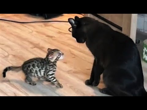 Funny animals – Funny cats / dogs – Funny animal videos 205