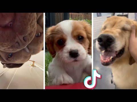 Best Compilation of Funny & Cute DOG Videos!