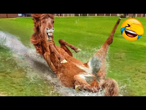 Best Funny Animal Videos 2022 🐴 – Funniest Dogs And Cats Videos 😁🙈