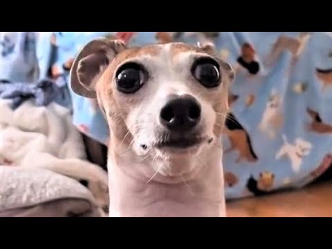 Funny animals – Funny cats / dogs – Funny animal videos 199