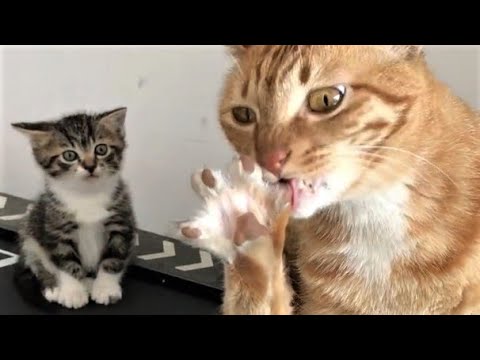 Funny animals – Funny cats / dogs – Funny animal videos 200