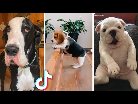 Ultimate Funny Dogs Compilation! 🐕 Most Viral DOGS on the internet! 🥰