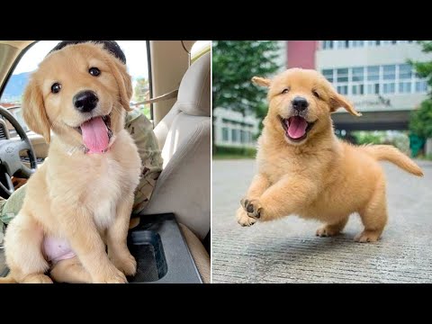 Funniest & Cutest Golden Retriever Puppies – 30 Minutes of Funny Puppy Videos 2022 #9