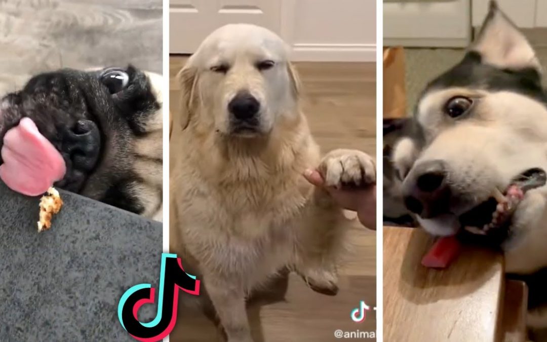 Compilation of Funny DOG Videos 🐕🐕