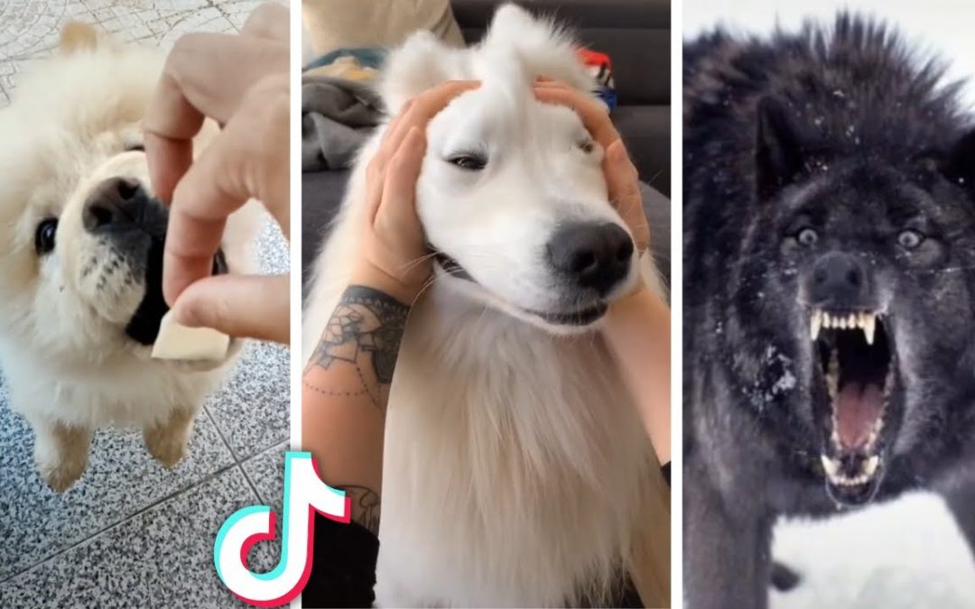 Dogs are the best ~ Compilation of funny dog videos!