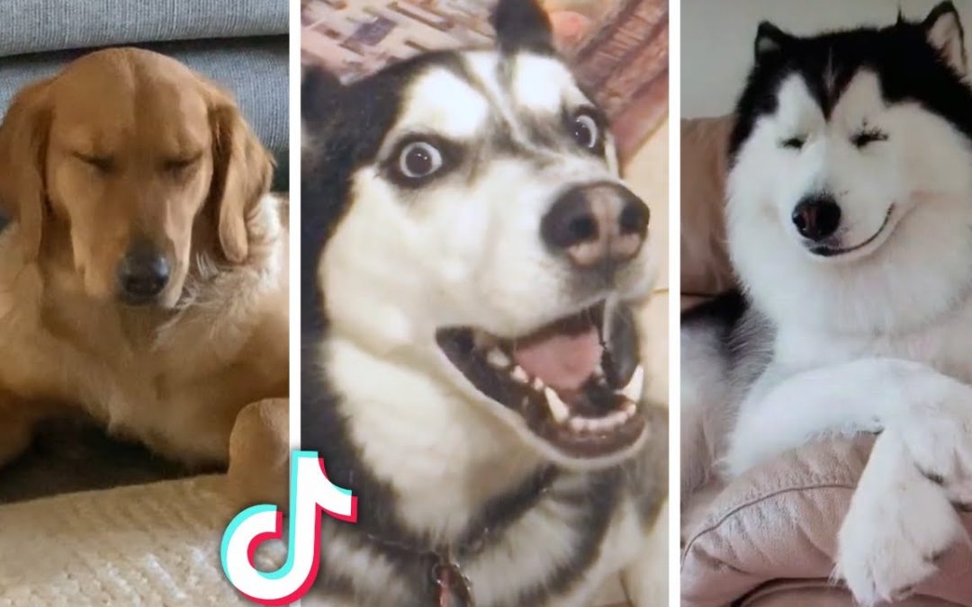 Best Dog Videos Compilation 🤣 Cutest puppies and funniest dogs