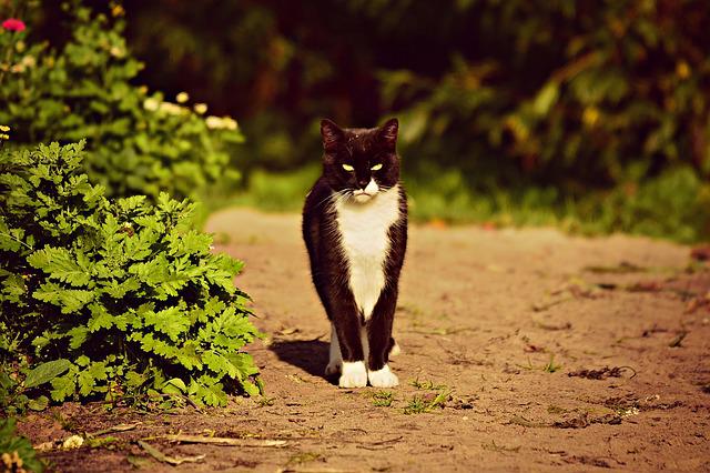 Need A Good Source Of Ideas About Cats Then Continue On!