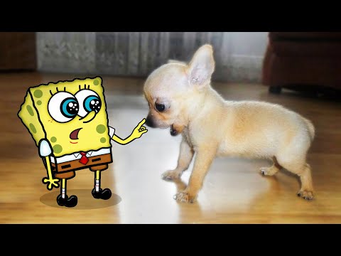 How cute !! Little Puppy vs Tiny Spongebob 🐶 Spongebob in Real Life ! Funniest Cats And Dogs Videos