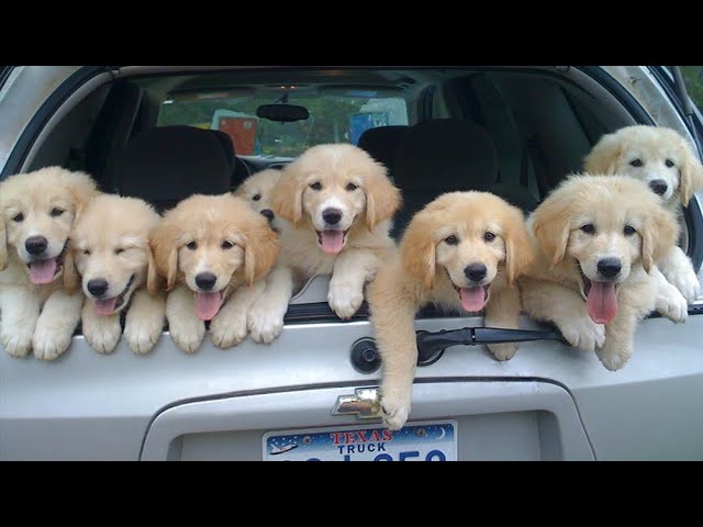 Funniest & Cutest Golden Retriever Puppies – 30 Minutes of Funny Puppy Videos 2022 #8